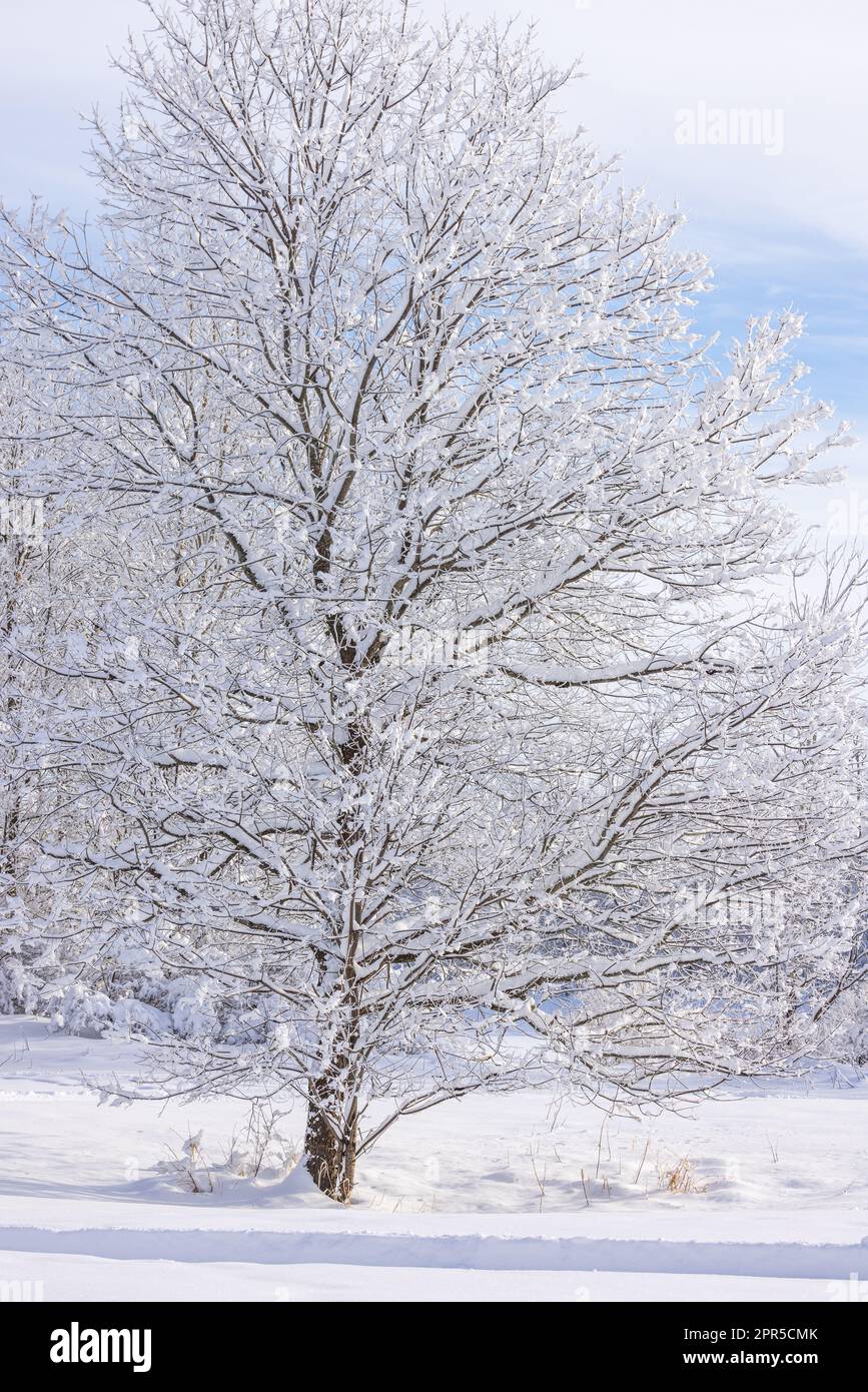 Un ciliegio nero coperto di neve nel Wisconsin settentrionale. Foto Stock
