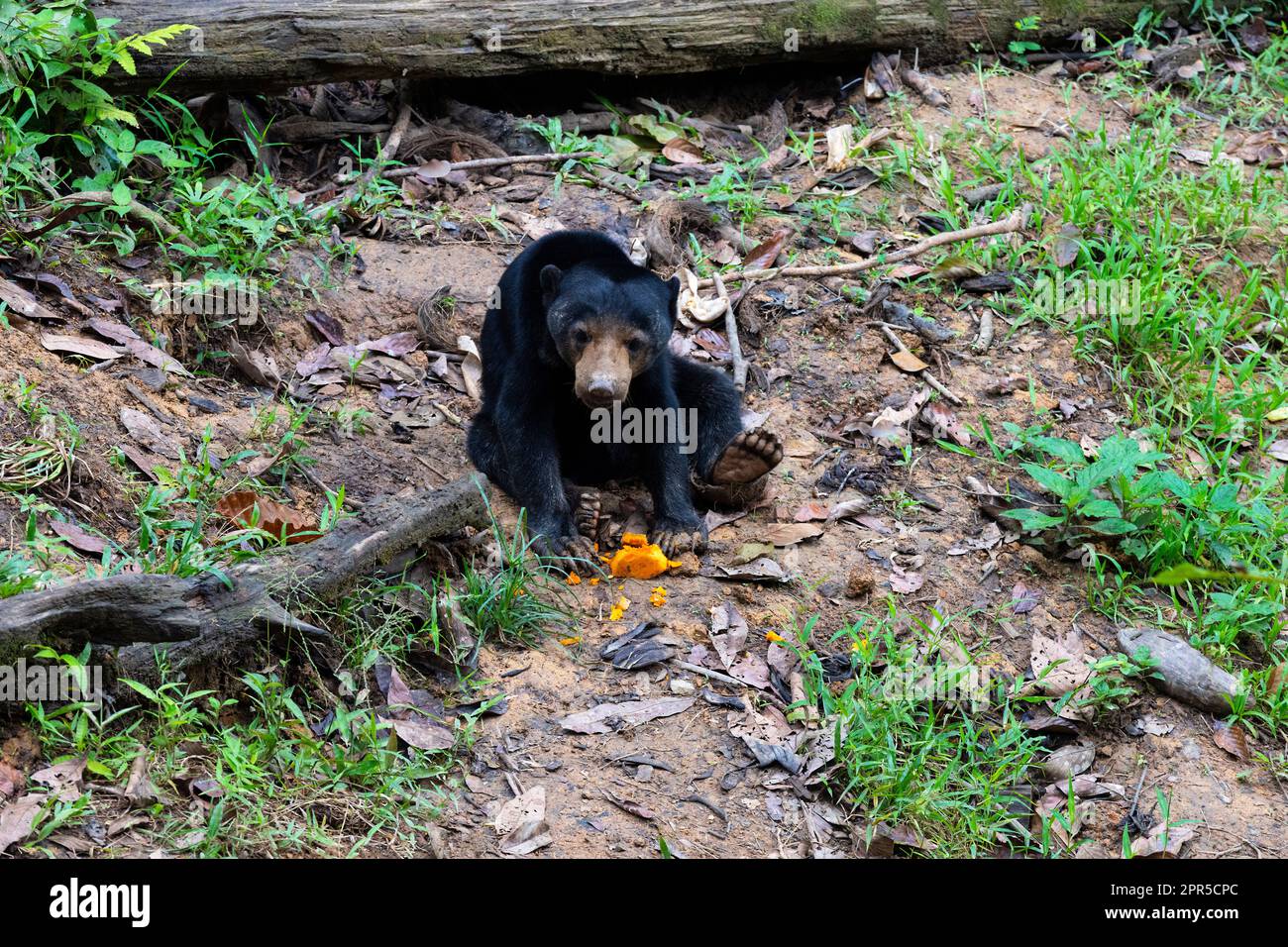 Borneo Sun Bear Conservation Centre (BSBCC), Sandakan, Sabah, Borneo, Malesia. Foto Stock