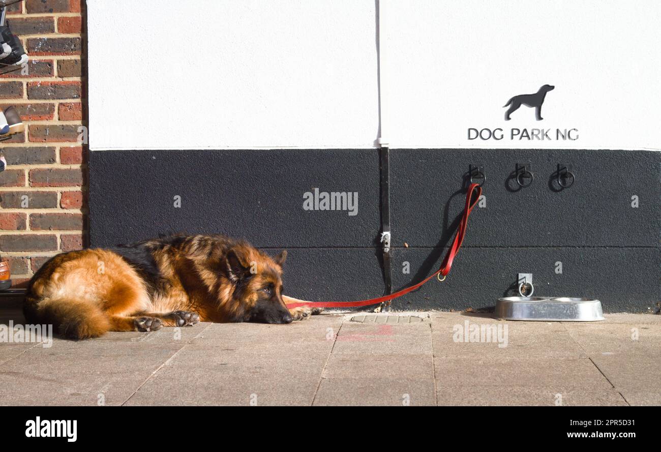 Triste, infelice cane alsaziano legato dal suo piombo ad Una zona designata di parcheggio del cane, New Milton Inghilterra Regno Unito Foto Stock
