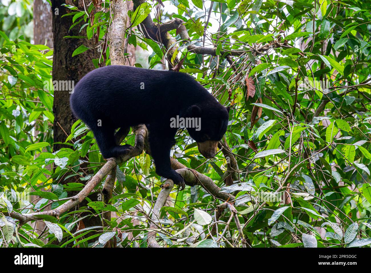 Borneo Sun Bear (Helarctos malayanus) Centro di conservazione (BSBCC), Sandakan, Sabah, Borneo, Malesia. Foto Stock