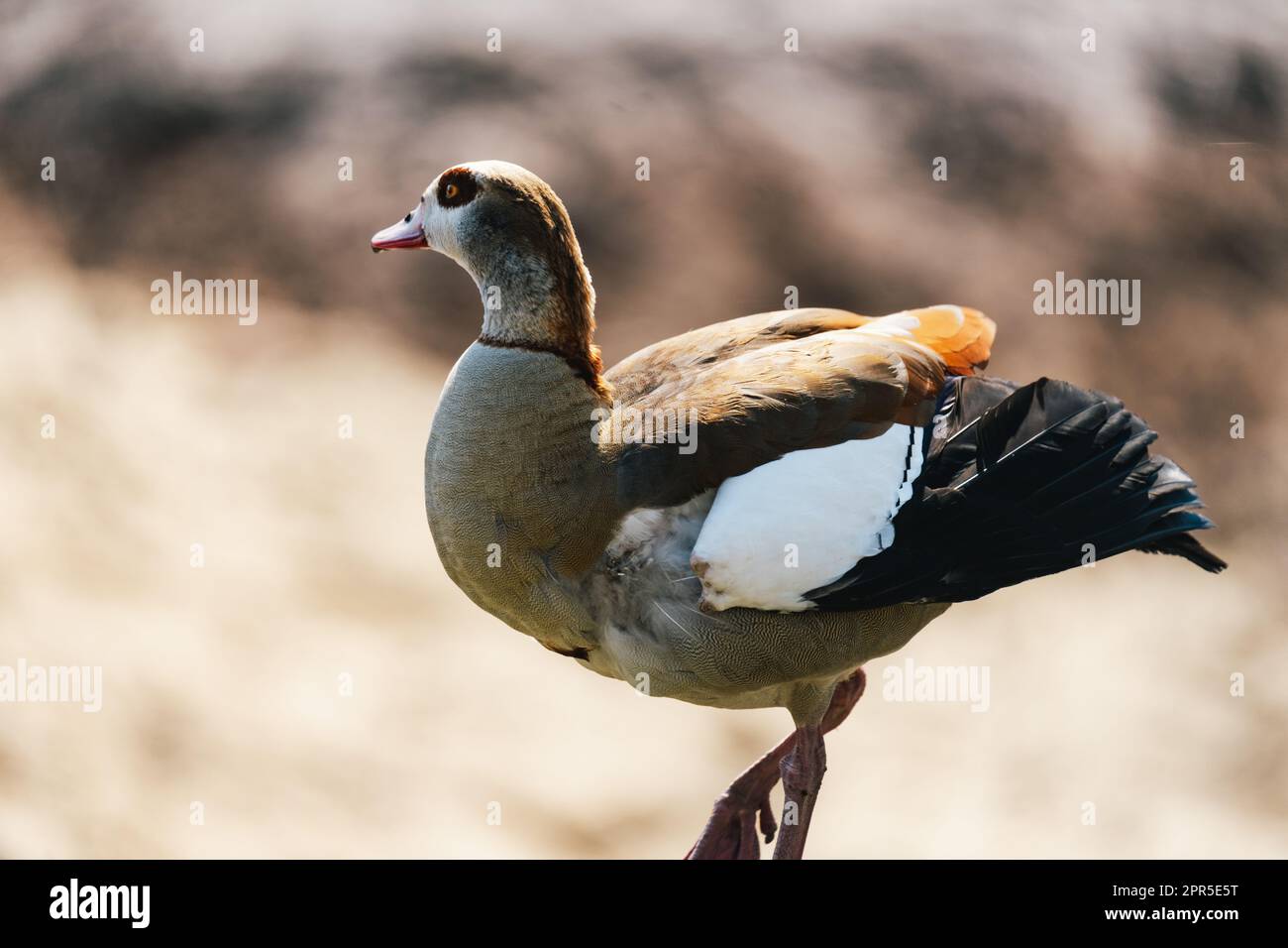 L'oca egiziana (Alopochen aegyptiaca) a piedi Foto Stock