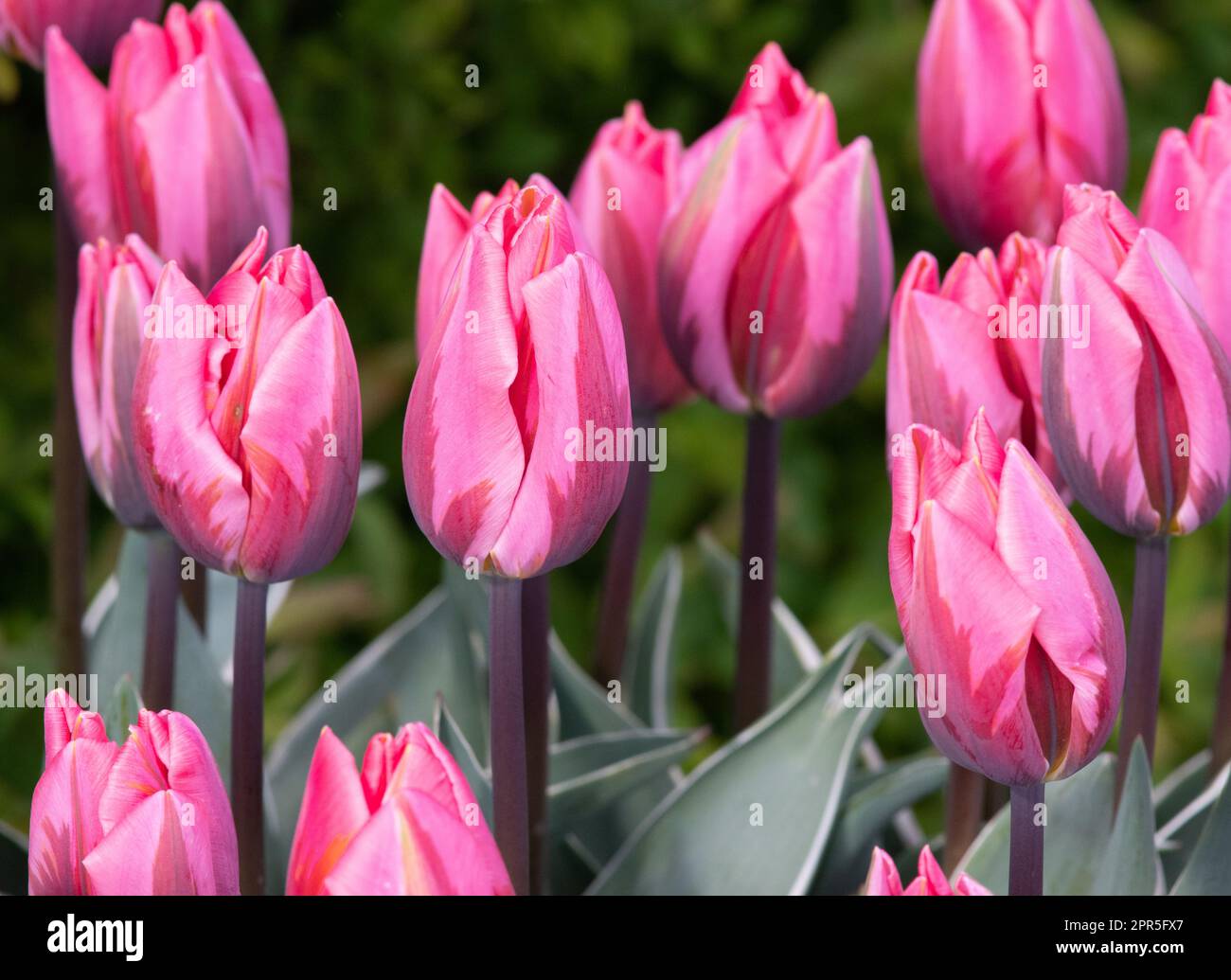 Tulipa 'abbastanza Princess' Foto Stock