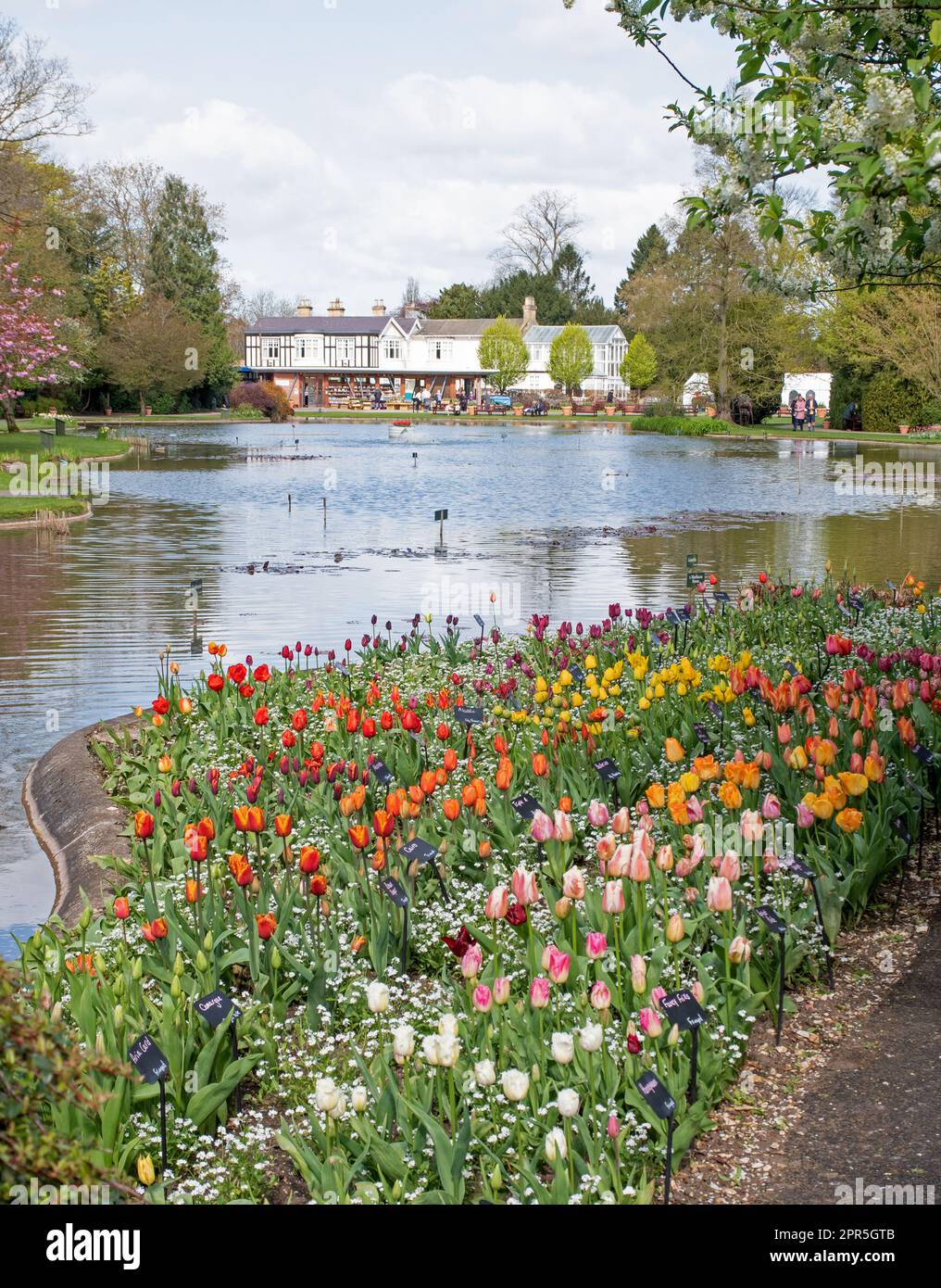 Piantando mescolato di tulipani attraverso erba Foto Stock