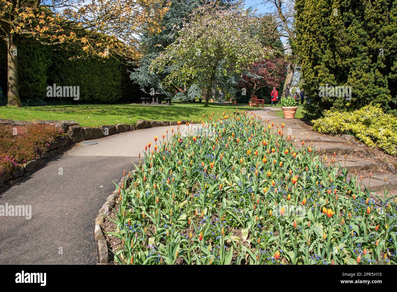 Impianto di massa di Tulipa Firewing ai giardini di Burnby Hall Foto Stock