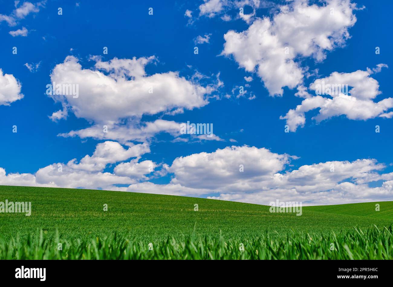 Campo di verdi raccolti invernali giovani sotto il cielo blu con le nuvole. Sfondo in stile Windows XP Foto Stock