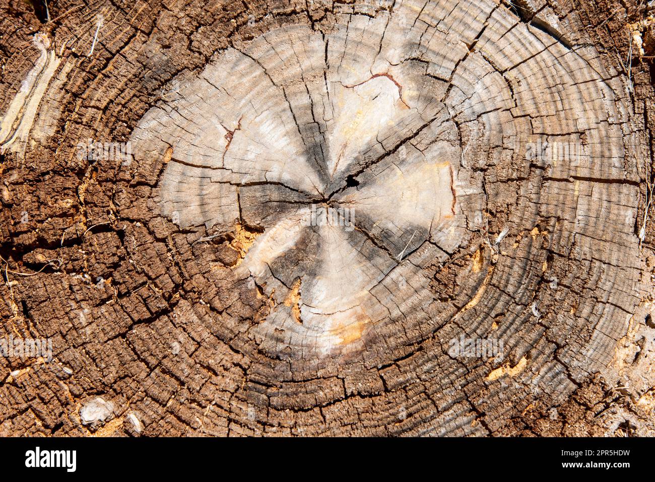 Vista del corte del tronco de un viejo árbol, textura Foto Stock