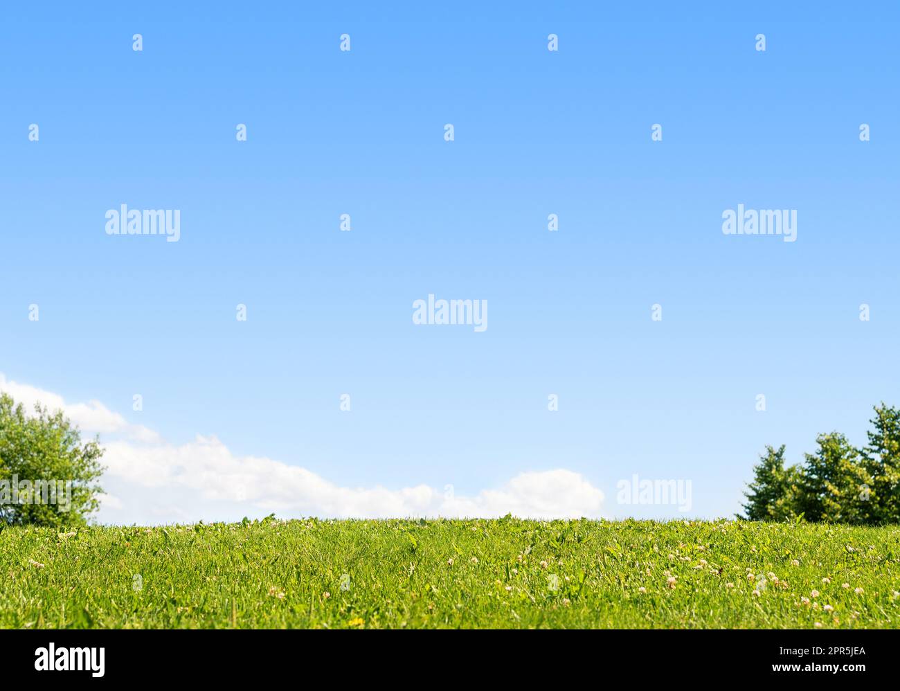 Erba e cielo. Prato, collina, campo, prato o parco. Verde sfondo estivo blu. Terra erbosa, cortile o cortile. Terra e prateria. Foto Stock