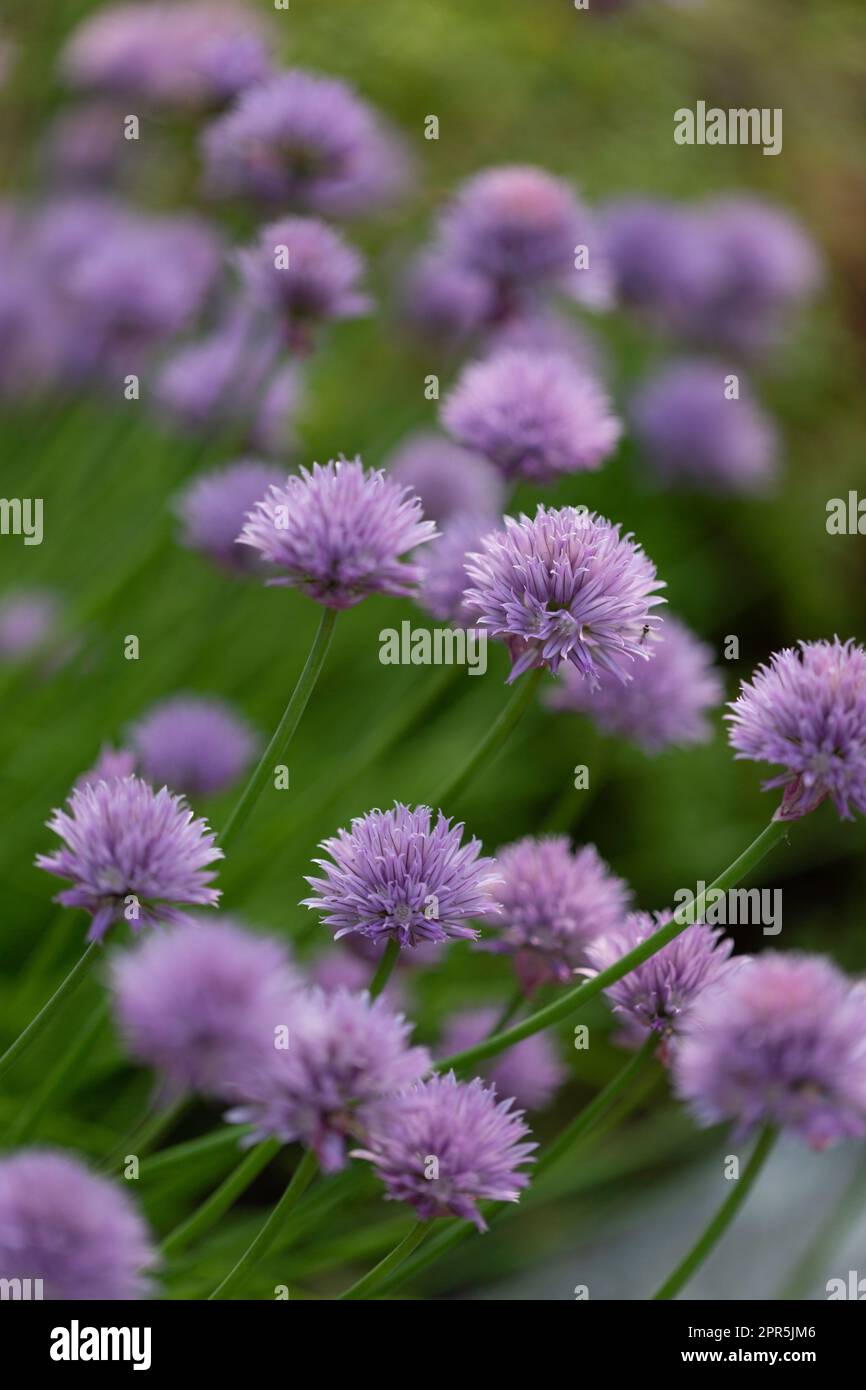 Close up di fiori di erba cipollina Foto Stock