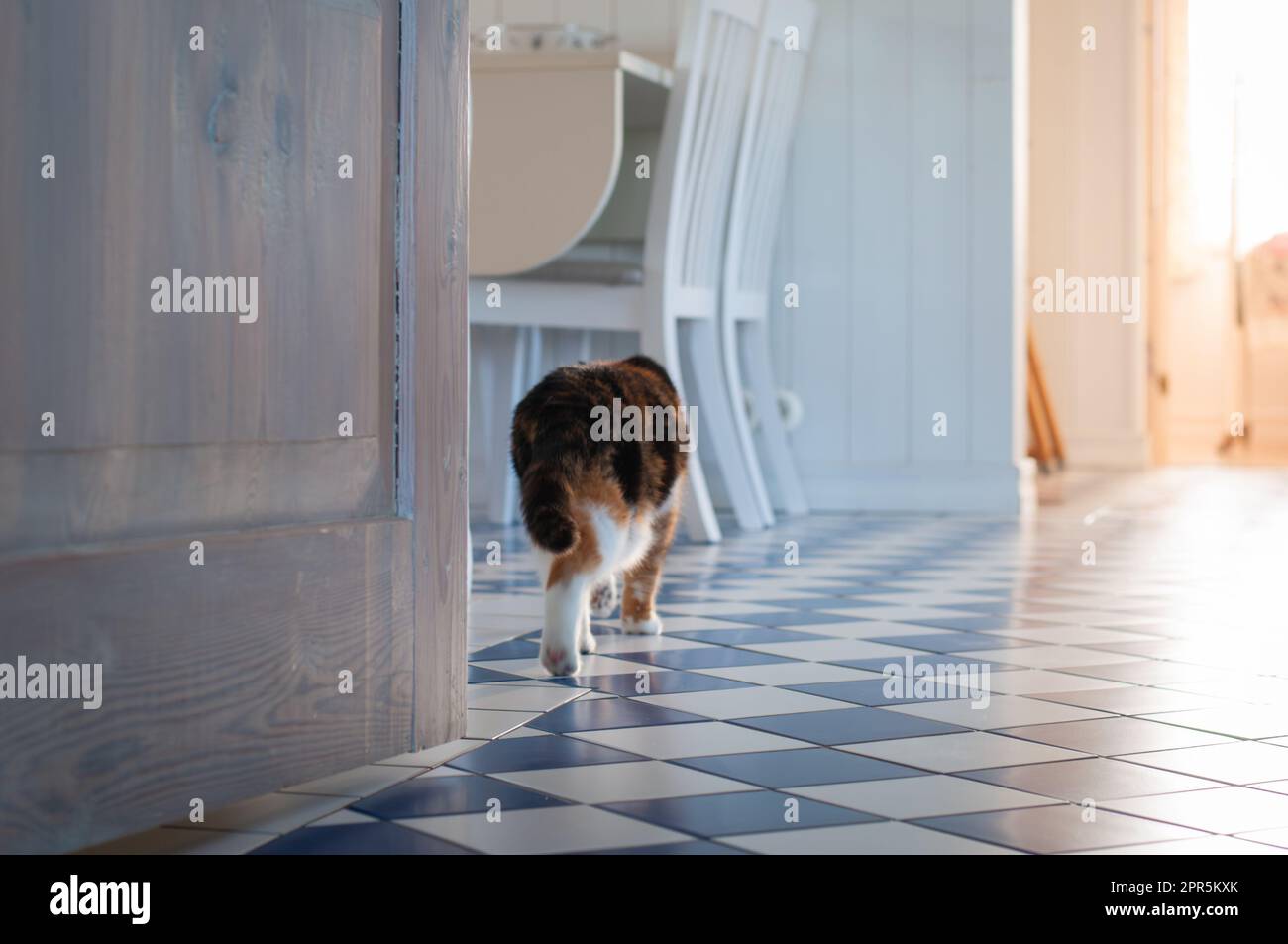 Quando lo sportello è aperto. Calico gatto entra in cucina. Narrazione. Foto Stock