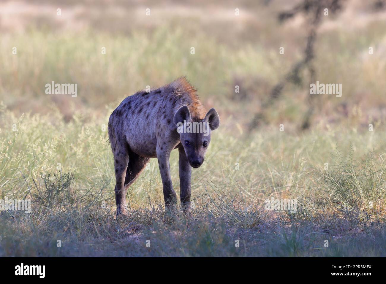 La iena macchiata (Crocuta crocuta), conosciuta anche come la iena ridente, è una specie di iena Foto Stock