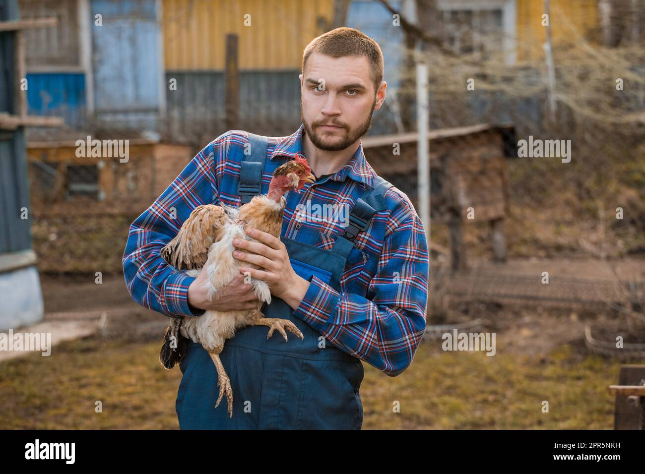 Un bel ritratto rurale caucasico europeo in campagna con barba, camicia e tute guarda la macchina fotografica con il collo bianco di pollo nel suo Foto Stock