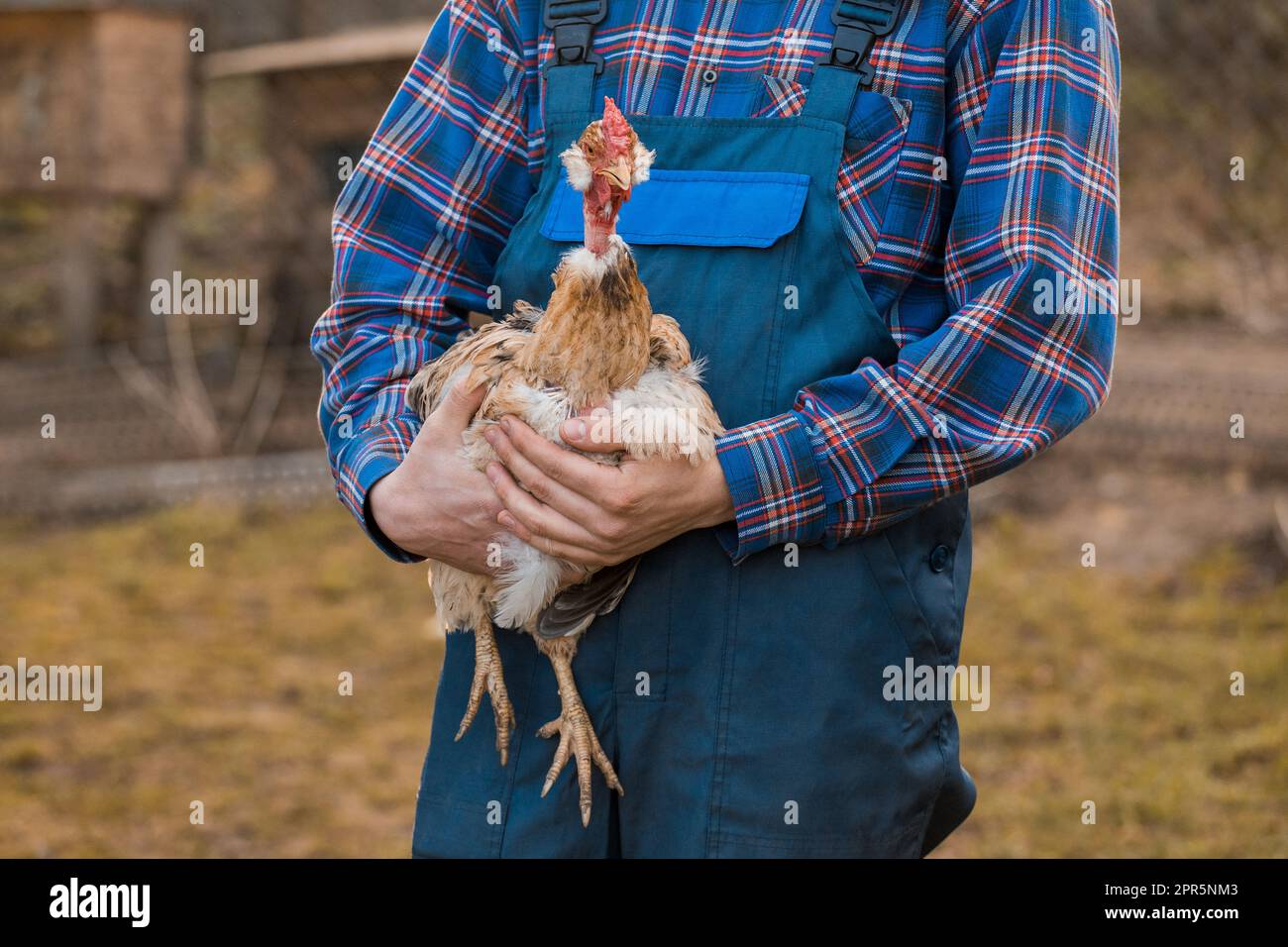 Contadino maschio rurale in campagna avicoltura con una camicia e tute con un pollo a collo bianco in braccio all'aperto, primo piano. Foto Stock