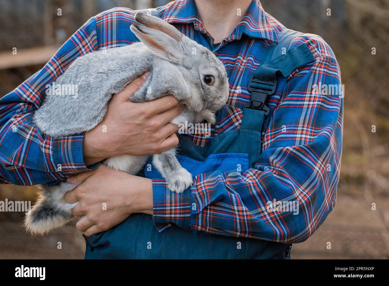 Contadino rurale in campagna con camicia e tute con coniglio bianco in braccio all'aperto coniglietto cura degli animali domestici. Foto Stock