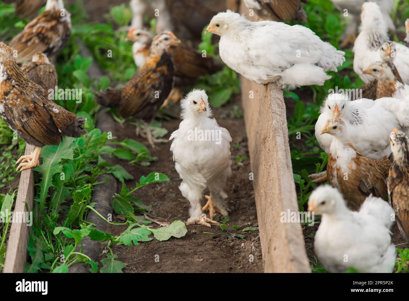 Raggruppa molti polli bianchi e scuri brama colombiani sullo sfondo di foglie verdi, primo piano. Foto Stock