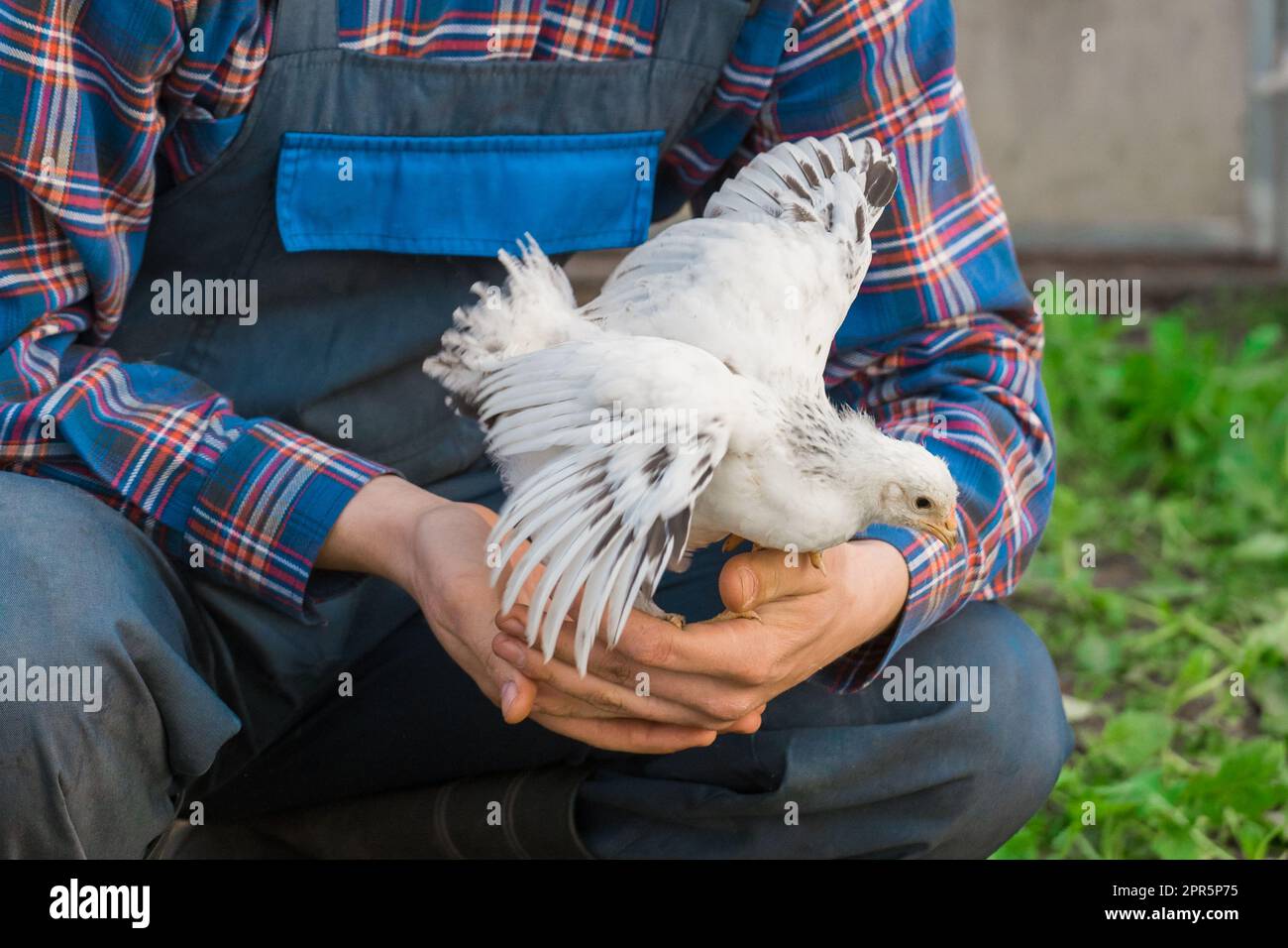 Agricoltore che tiene in mano un pollo di brama bianco sullo sfondo di erba verde, primo piano, allevamento di pollame. Foto Stock