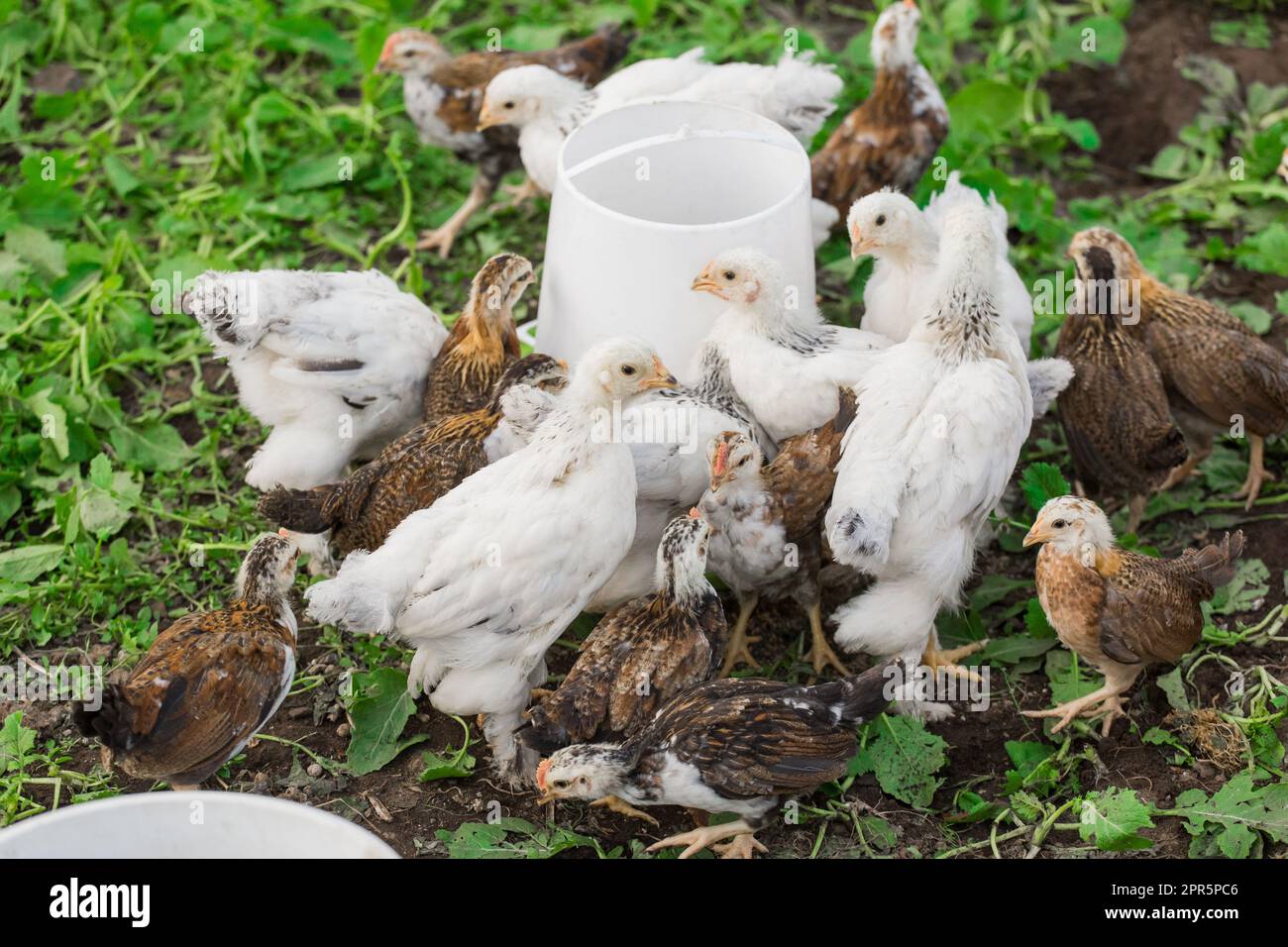 brama brama gruppo bruno e bianco polli al mangiatoia pollame domestico che coltiva. Foto Stock