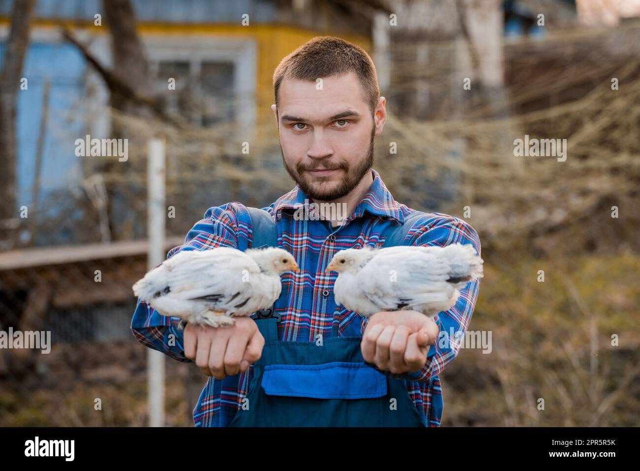 Un coltivatore soddisfatto di aspetto caucasico, un uomo con barba, in tute e una camicia, tiene due polli nani bianchi tra le braccia contro il dorso Foto Stock