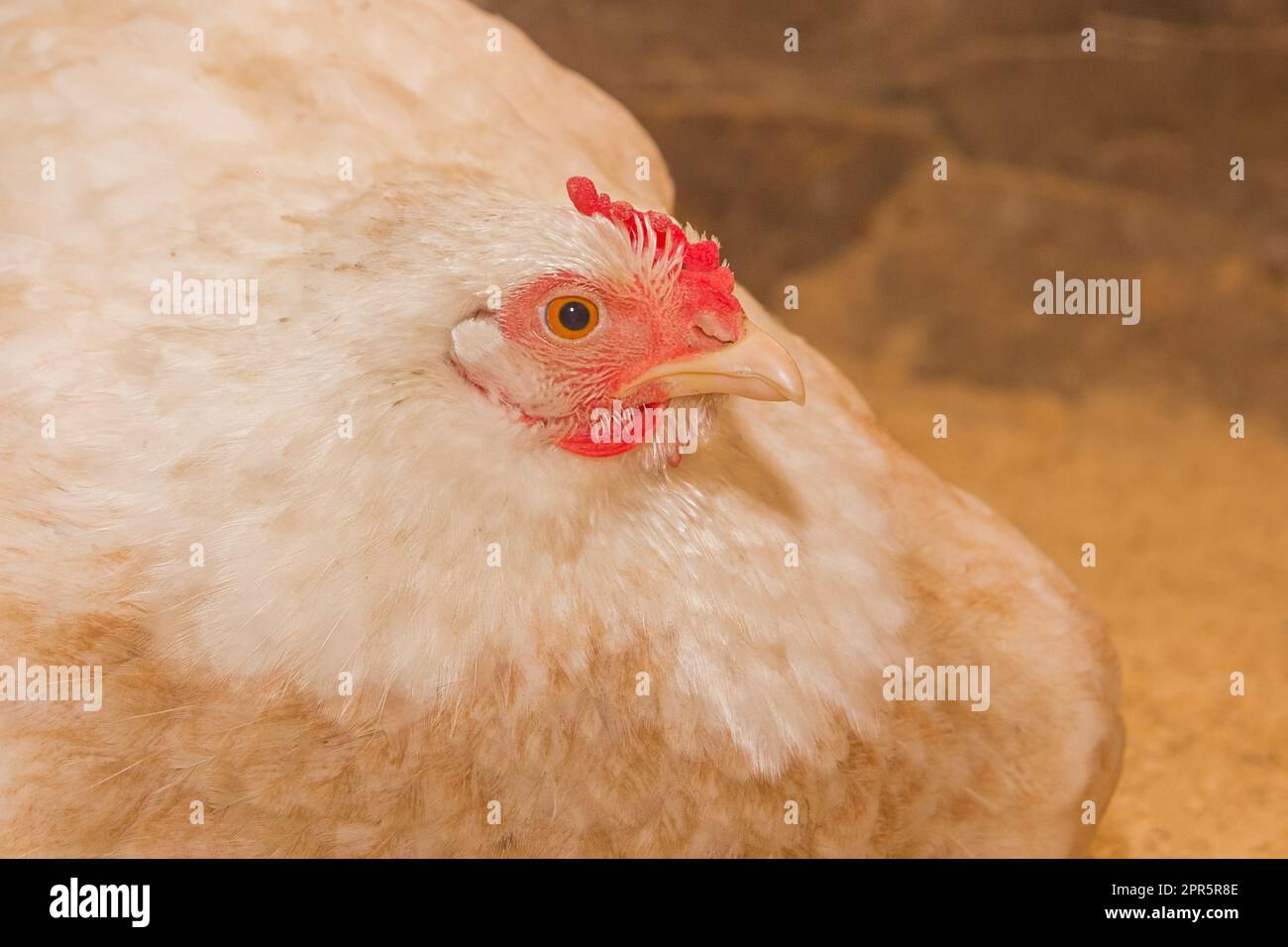La gallina di ovaiola bianca del villaggio depone le uova di pollo, primo piano. Foto Stock