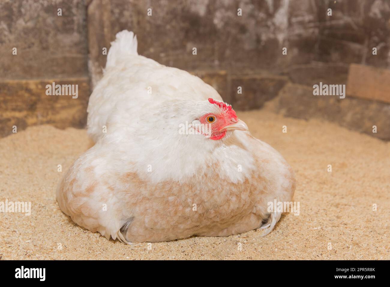 Gallina bianca del villaggio che depone uova o che riscalda i polli in un fienile, allevamento di pollame. Foto Stock