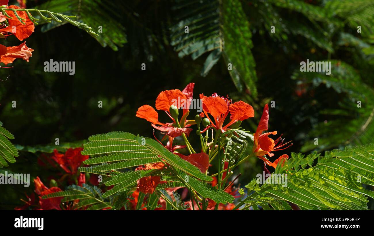 Bel ramo di fiori rossi fiamma albero (Delonix regia) nel mese di giugno Royal Poinciana, Flamboyant, grande albero deciduo Foto Stock