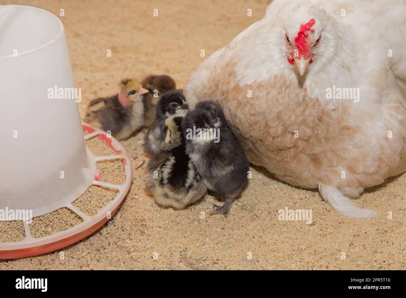Pollo nazionale bianco paese primo piano gallina e piccoli polli scuri accanto a un grano presso l'alimentatore. Foto Stock