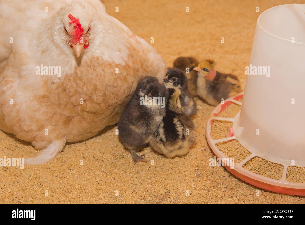 Pollo nazionale bianco paese primo piano gallina e piccoli polli scuri accanto a un grano presso l'alimentatore. Foto Stock