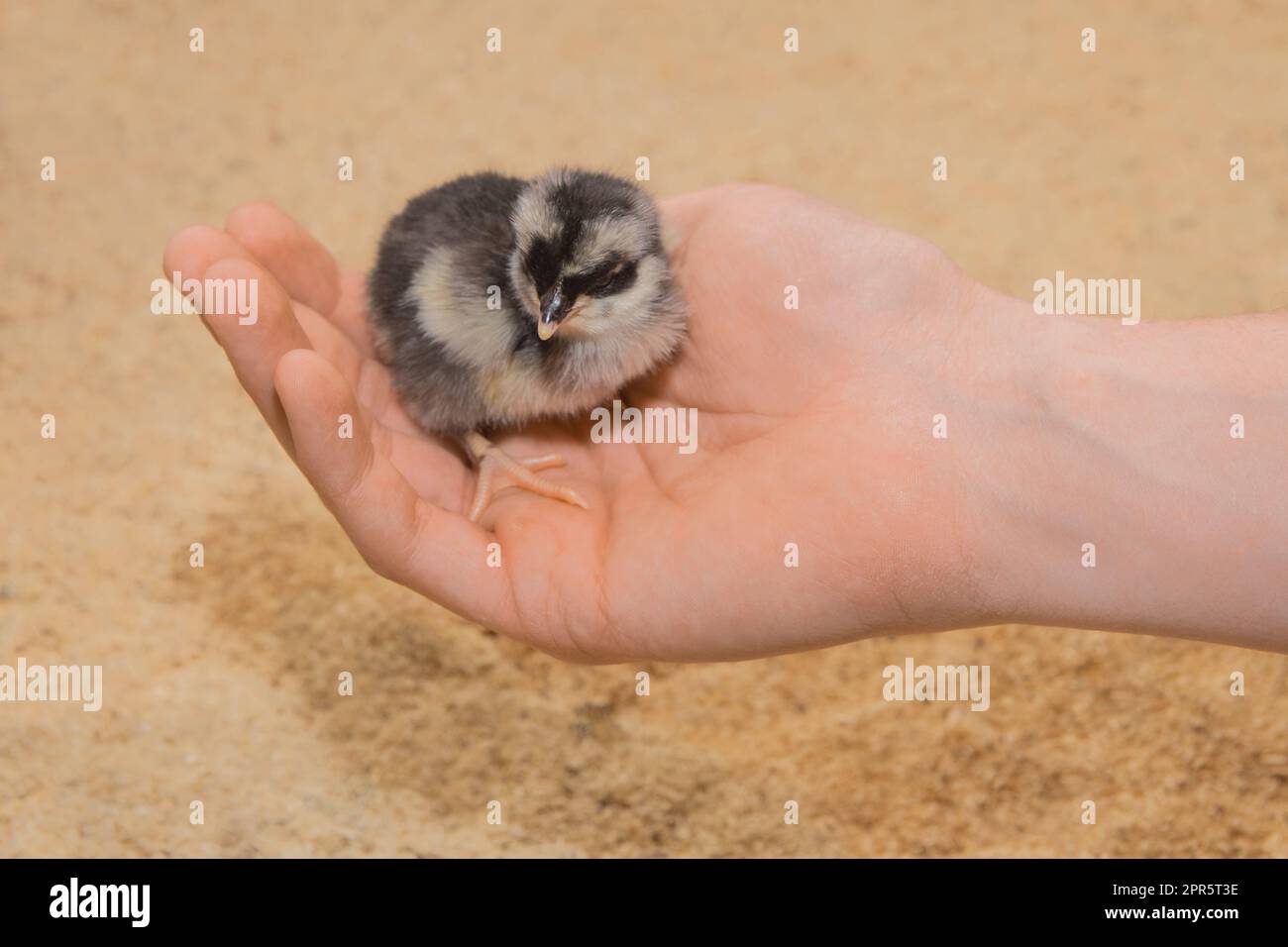 Piccolo pulcino piccolo carino pollo primo piano in mano su sfondo segatura. Foto Stock