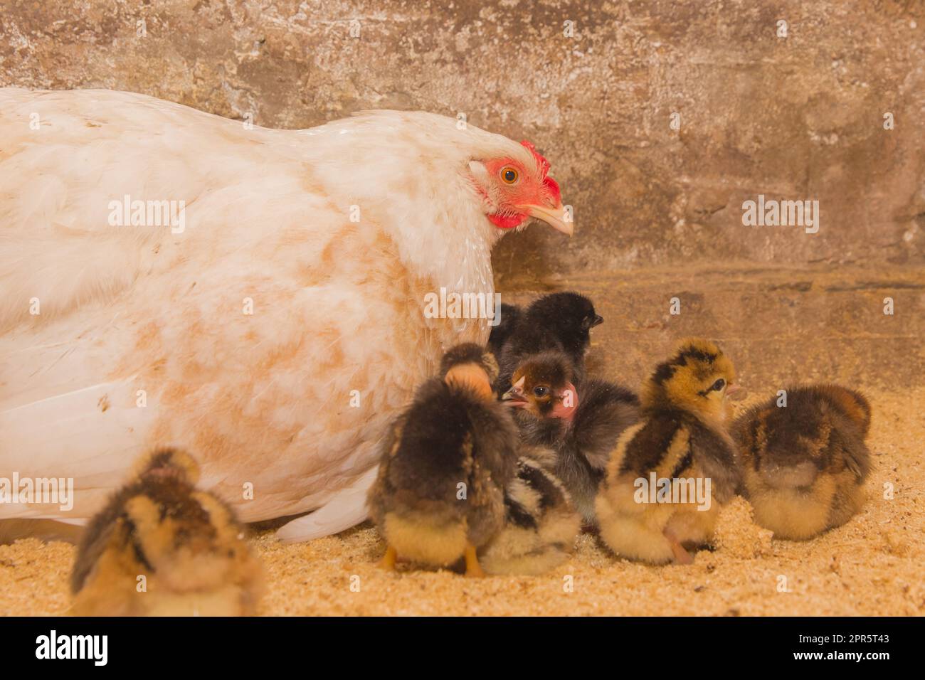 Gallina bianca di pollo di campagna con un gruppo di polli neri scuri in un fienile, primo piano. Foto Stock