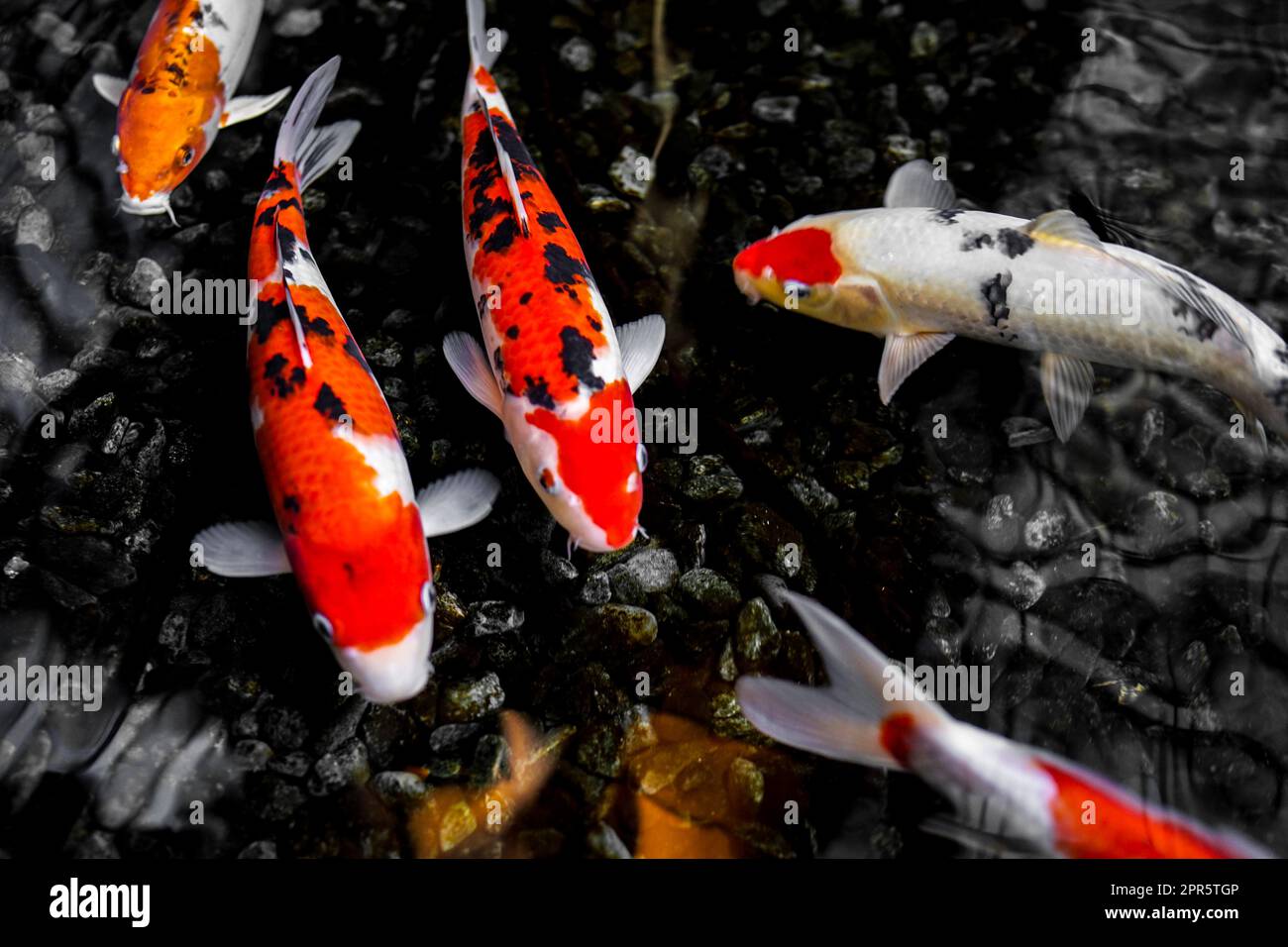 Fontana Per Laghetto Con Pesci Immagini E Fotografie Stock Ad Alta Risoluzione - Foto 14