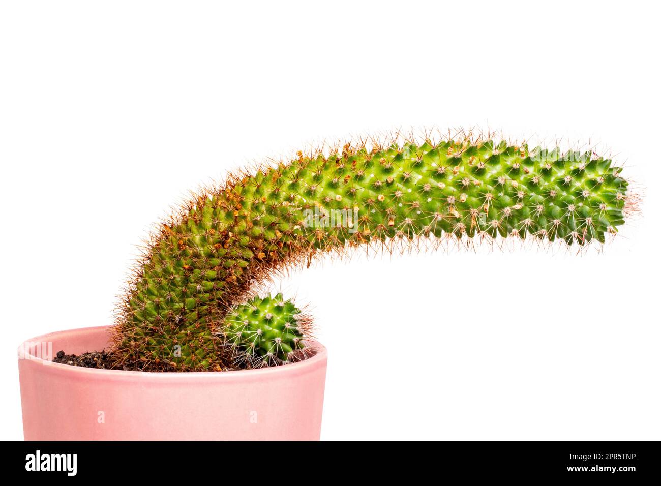 Cactus isolato. Primo piano di un cactus bambino grande e piccolo con lunghe spine in un vaso di ceramica rosa isolato su uno sfondo bianco. Succulenti. Macro. Foto Stock