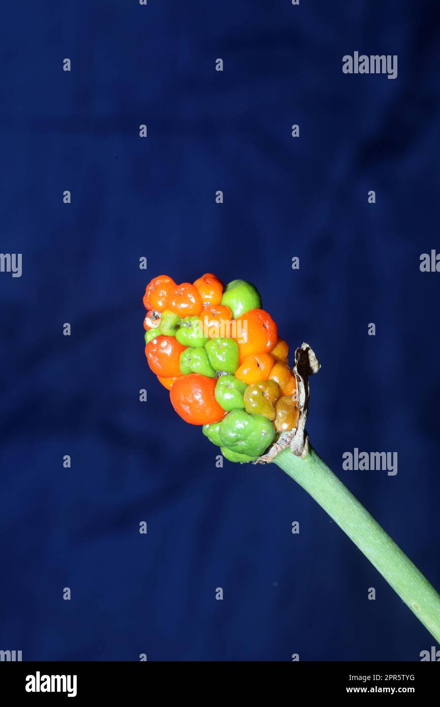 Frutti selvatici rossi e gialli da vicino sfondo botanico Arum italicum famiglia araceae stampa di grandi dimensioni di alta qualità Foto Stock