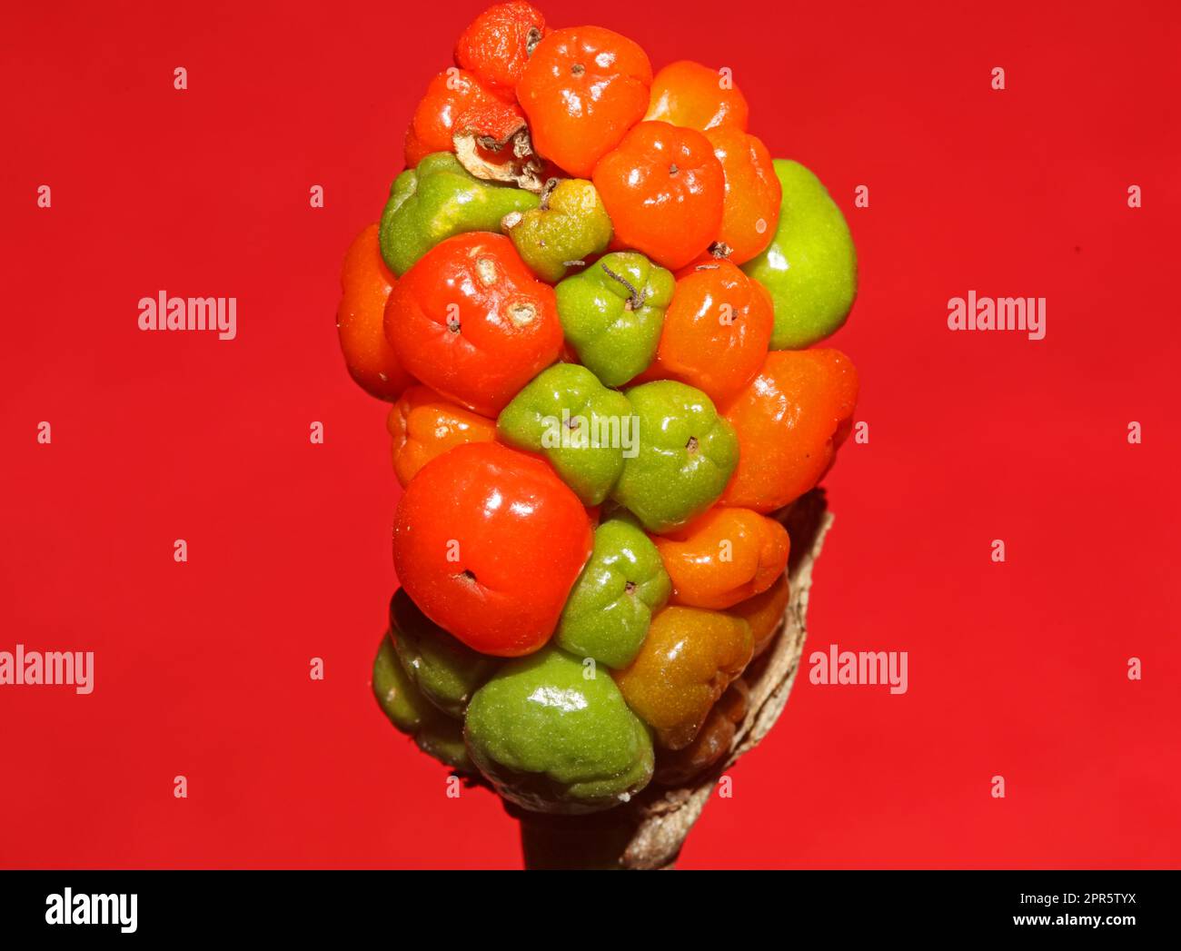 Frutti selvatici rossi e gialli da vicino sfondo botanico Arum italicum famiglia araceae stampa di grandi dimensioni di alta qualità Foto Stock