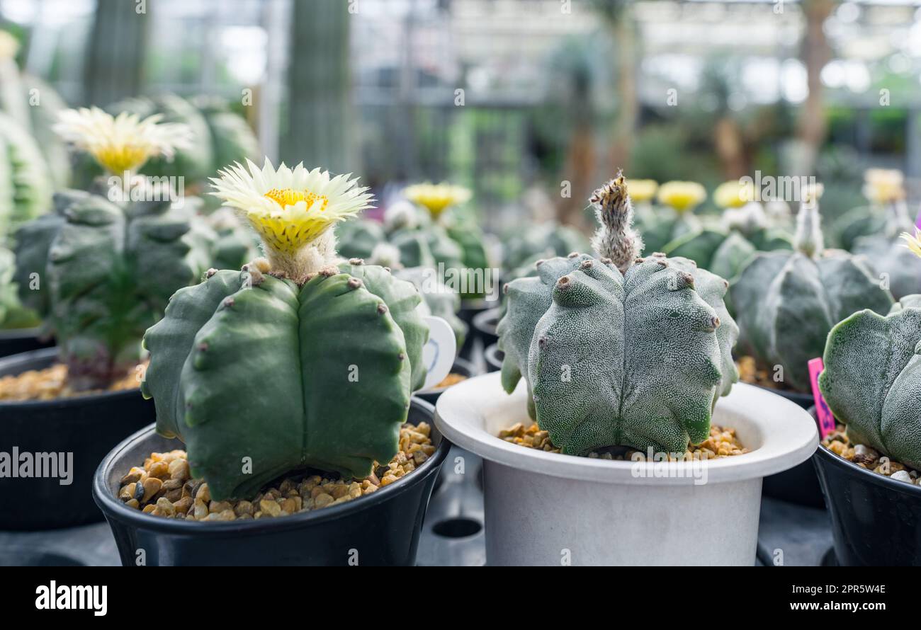 Astrophythum miriostigma cactus fiore che coltiva nella scuola materna Foto Stock Astrophythum miriostigma cactus fiore che coltiva nella scuola materna Foto Stock