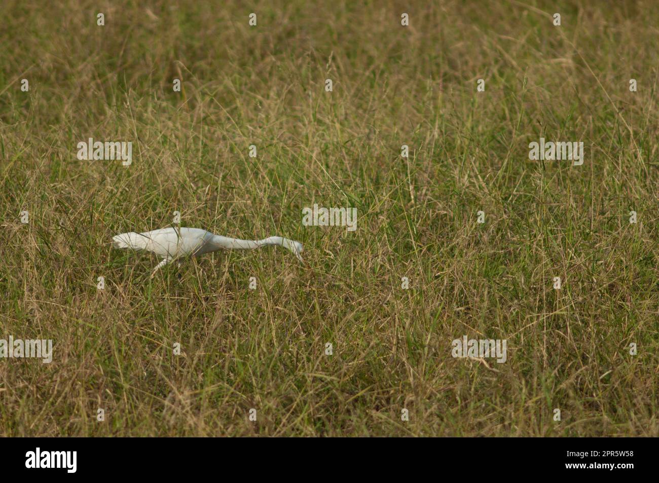 Egret intermedio Ardea intermedia in cerca di cibo. Foto Stock