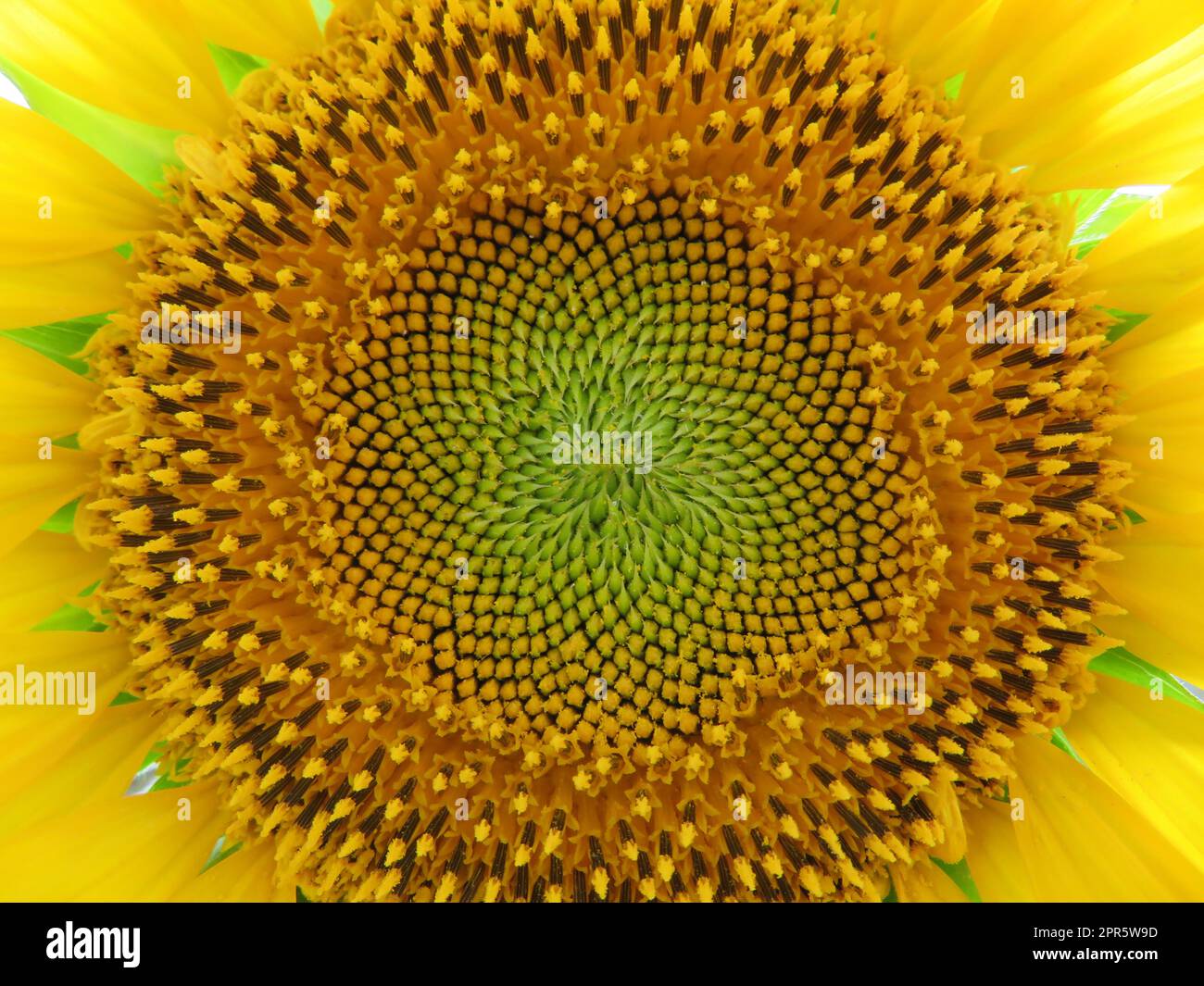 semi di girasole cibo naturale giallo grande campo sole Foto Stock