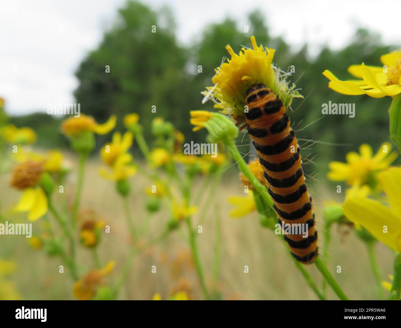 animale bruco insetto fiore cibo peste colori disgustoso Foto Stock