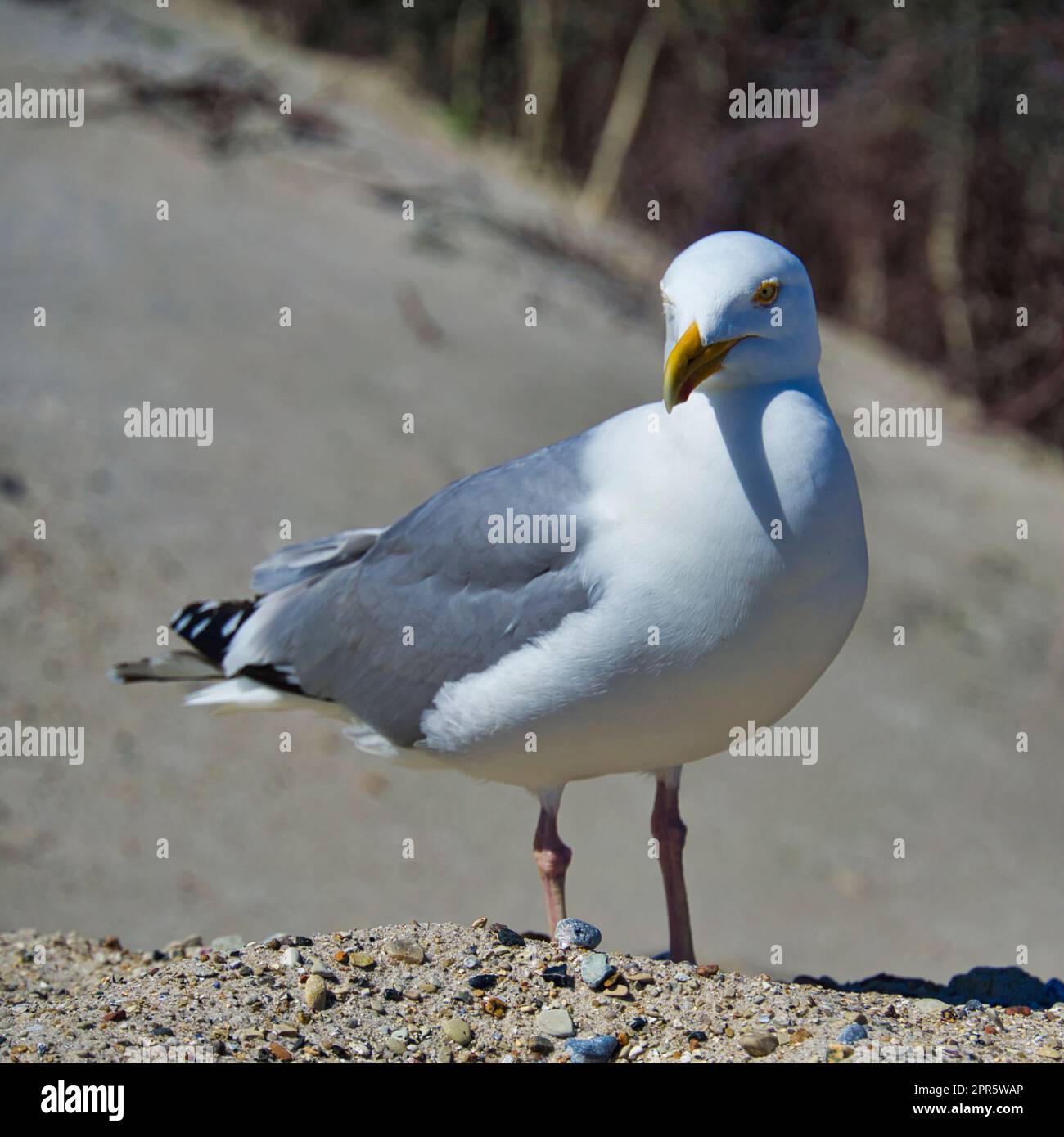 Gabbiano europeo delle aringhe su heligoland - isola di Dune Foto Stock