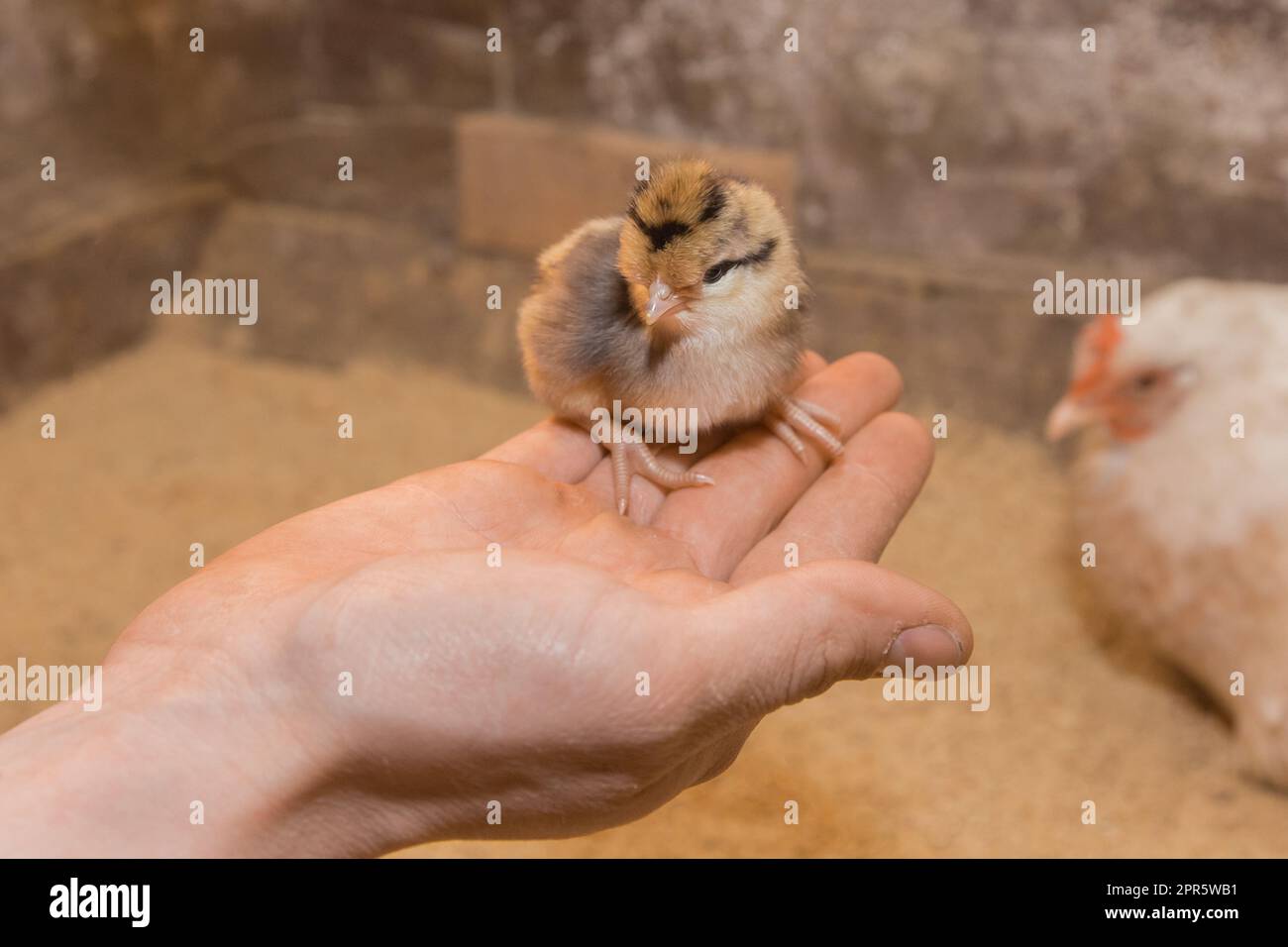 Piccolo pulcino piccolo carino pollo soffice primo piano in mano sullo sfondo del fienile. Foto Stock