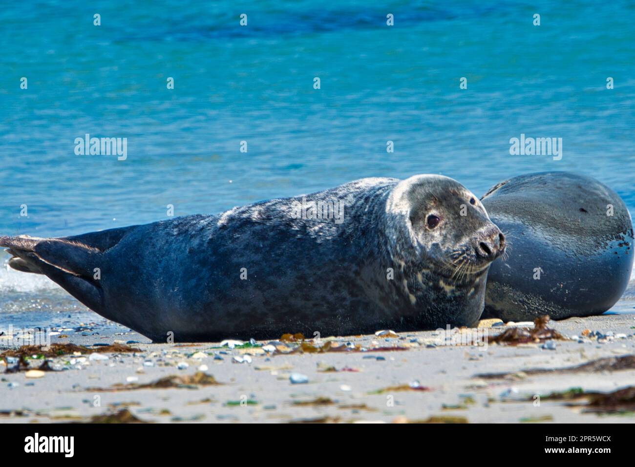 Sigillo grigio sulla spiaggia di Helgoland - isola Duna Foto Stock