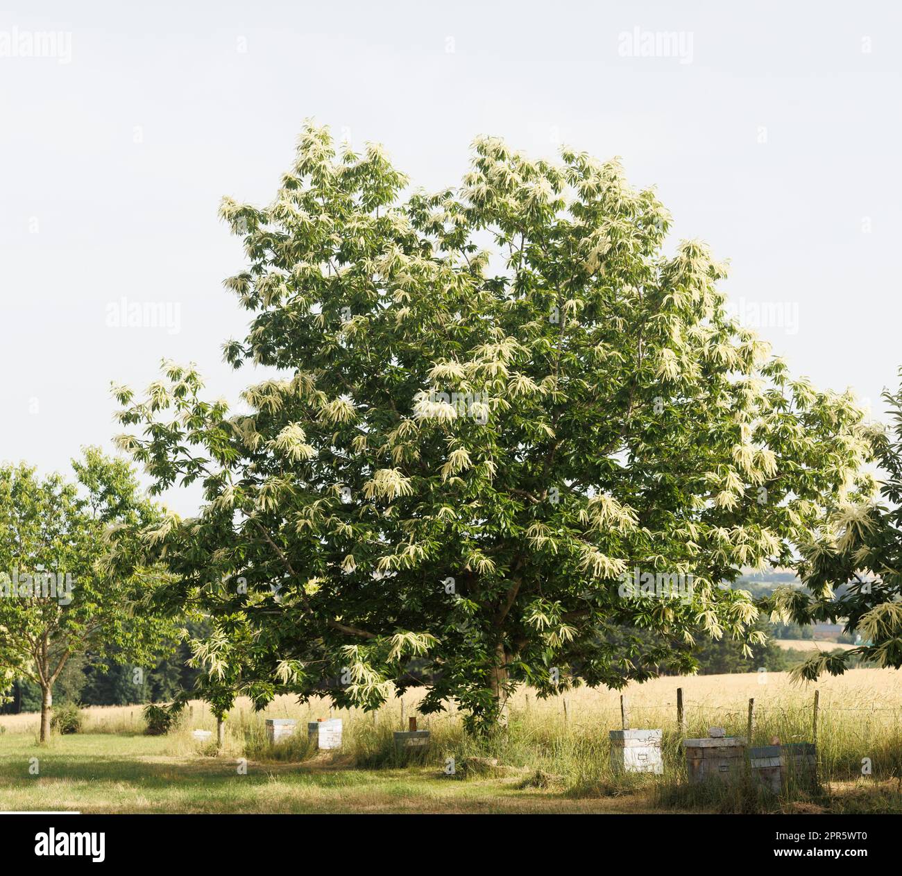 Scatole di api da miele sotto un grande albero in estate - miele Foto Stock