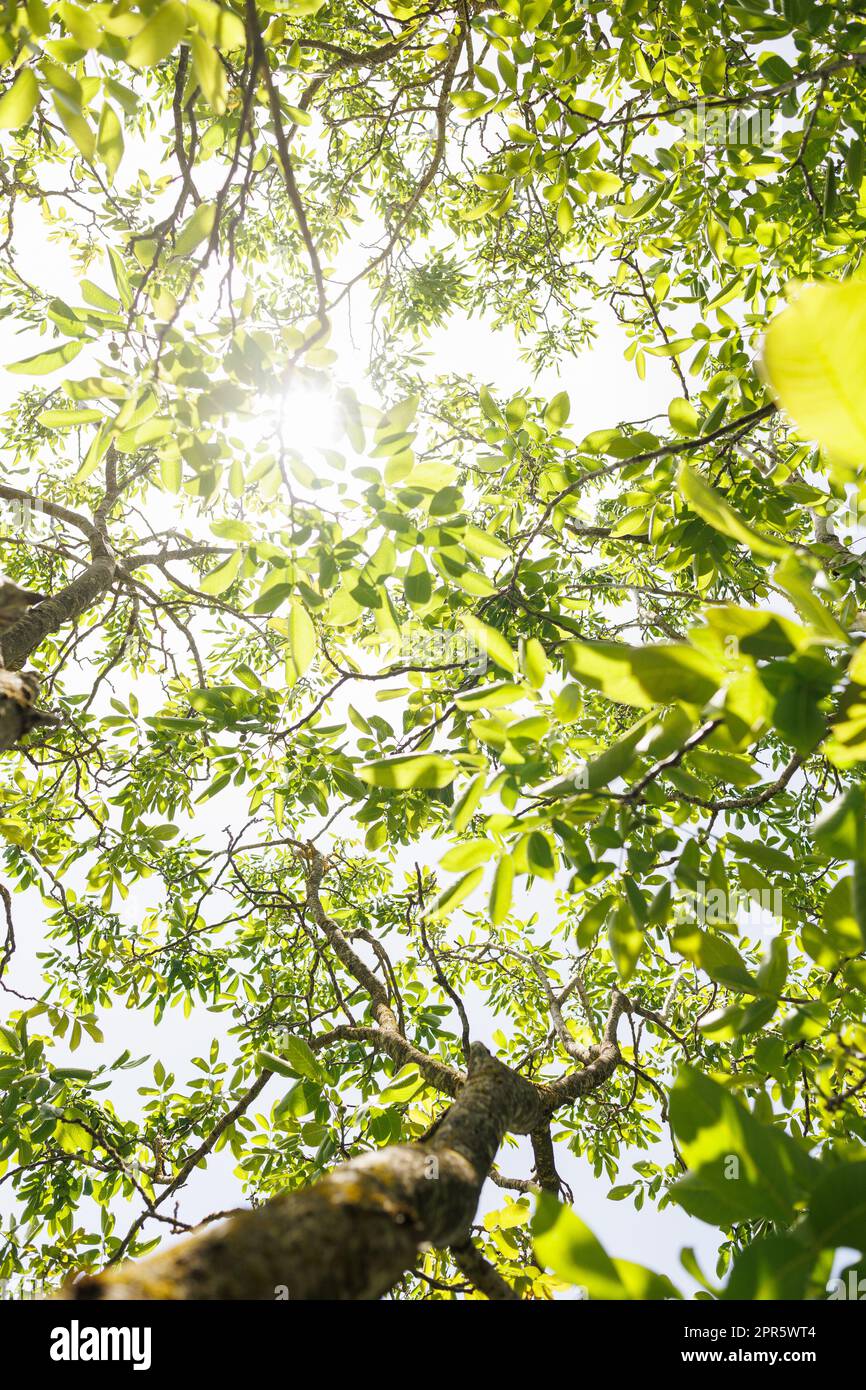 Spostare il fogliame verde fresco all'interno di un albero alla luce del sole calmando le riprese della natura Foto Stock