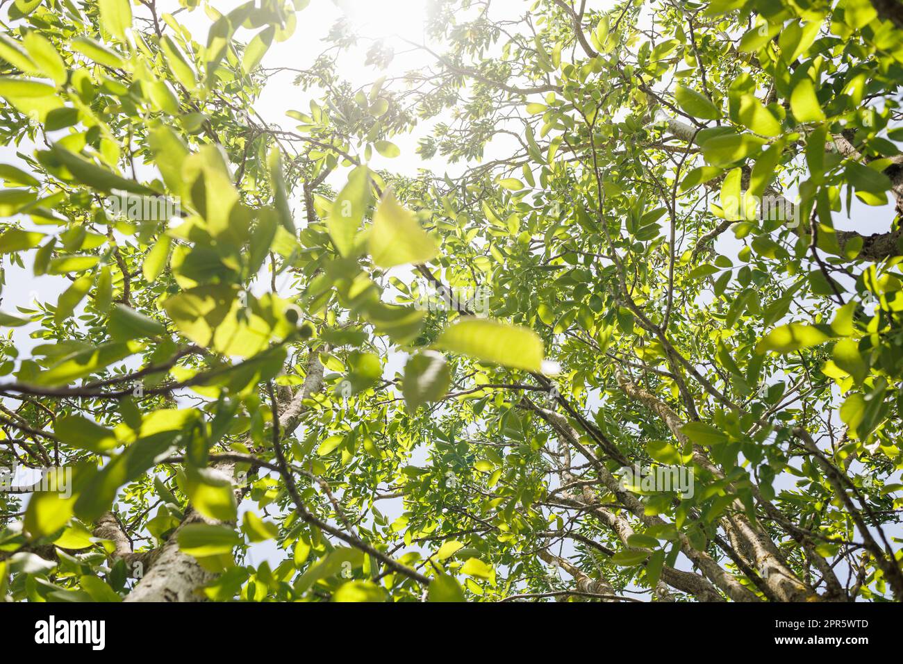 Spostare il fogliame verde fresco all'interno di un albero alla luce del sole calmando le riprese della natura Foto Stock