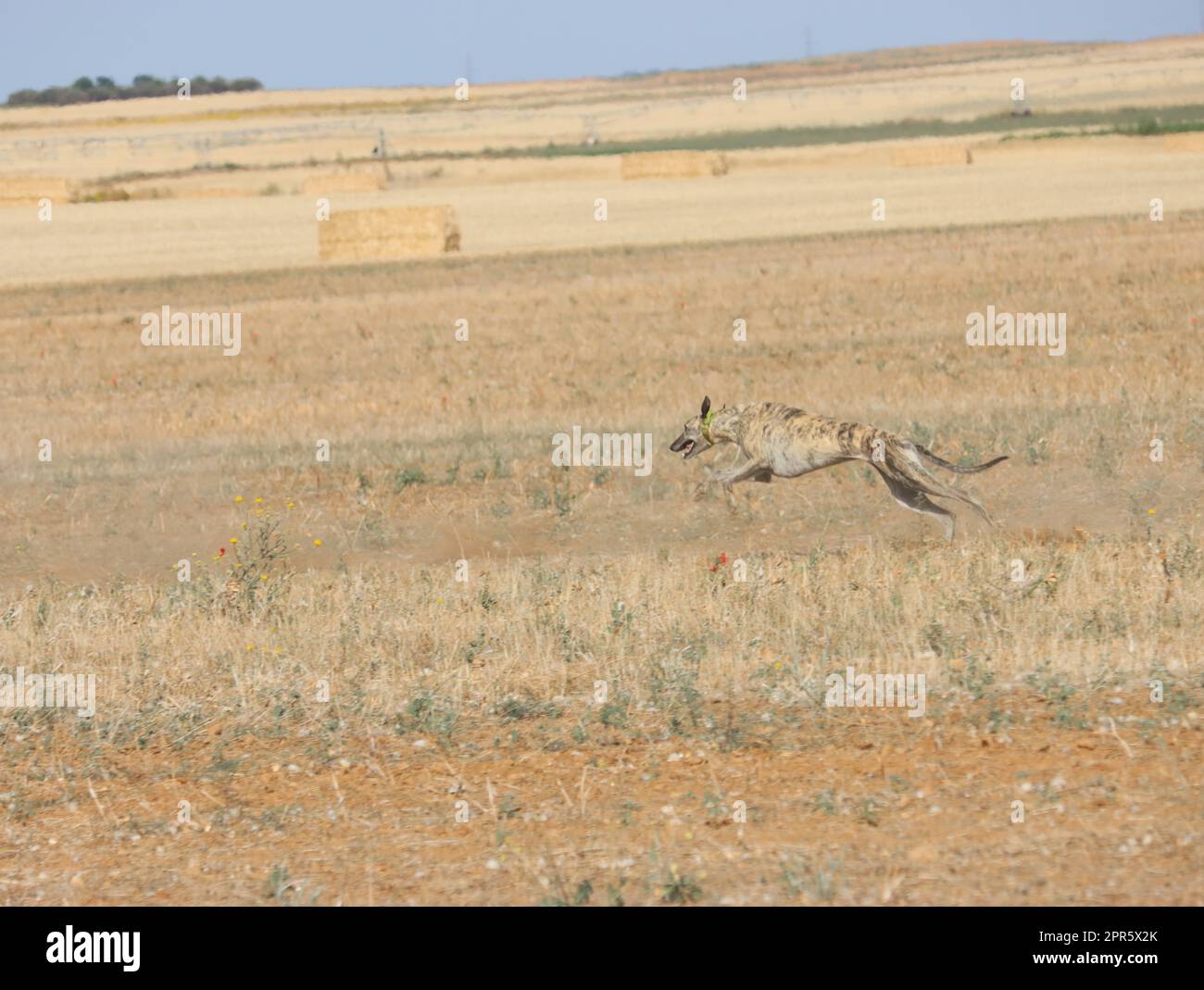 greyhound corsa fast dog nazionale animale campo caccia lepre Foto Stock