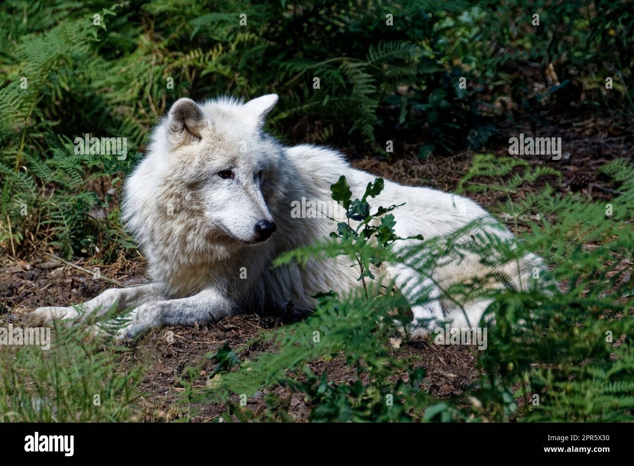 Polarwolf Foto Stock