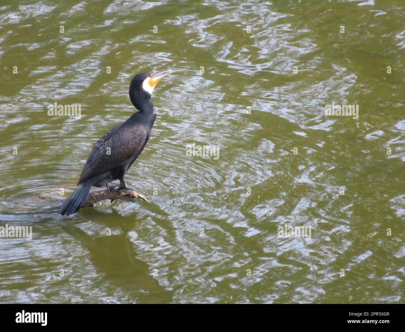 cormorano grande uccello bello pescatore nero nuotatore Foto Stock