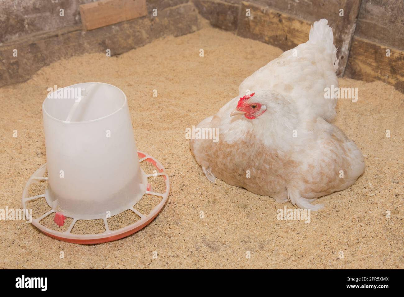Una gallina bianca di paese che posa accanto all'alimentatore nel fienile. Pollame e pulizia. Bestiame. Foto Stock