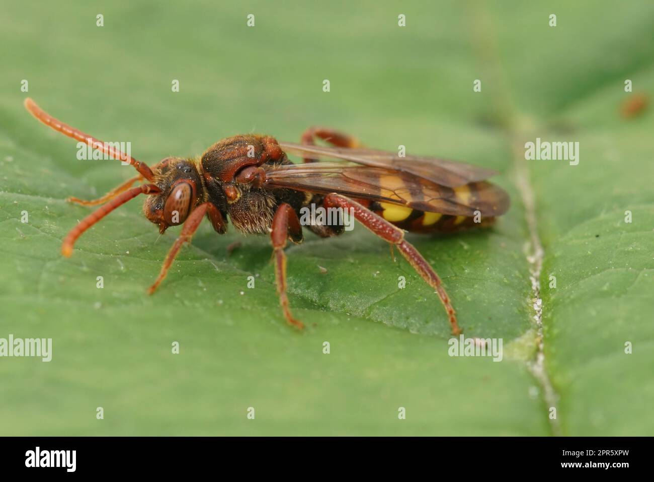 Primo piano naturale su una femmina rossa colorata della flavosa ape nomade, Nomada flava su una foglia verde Foto Stock