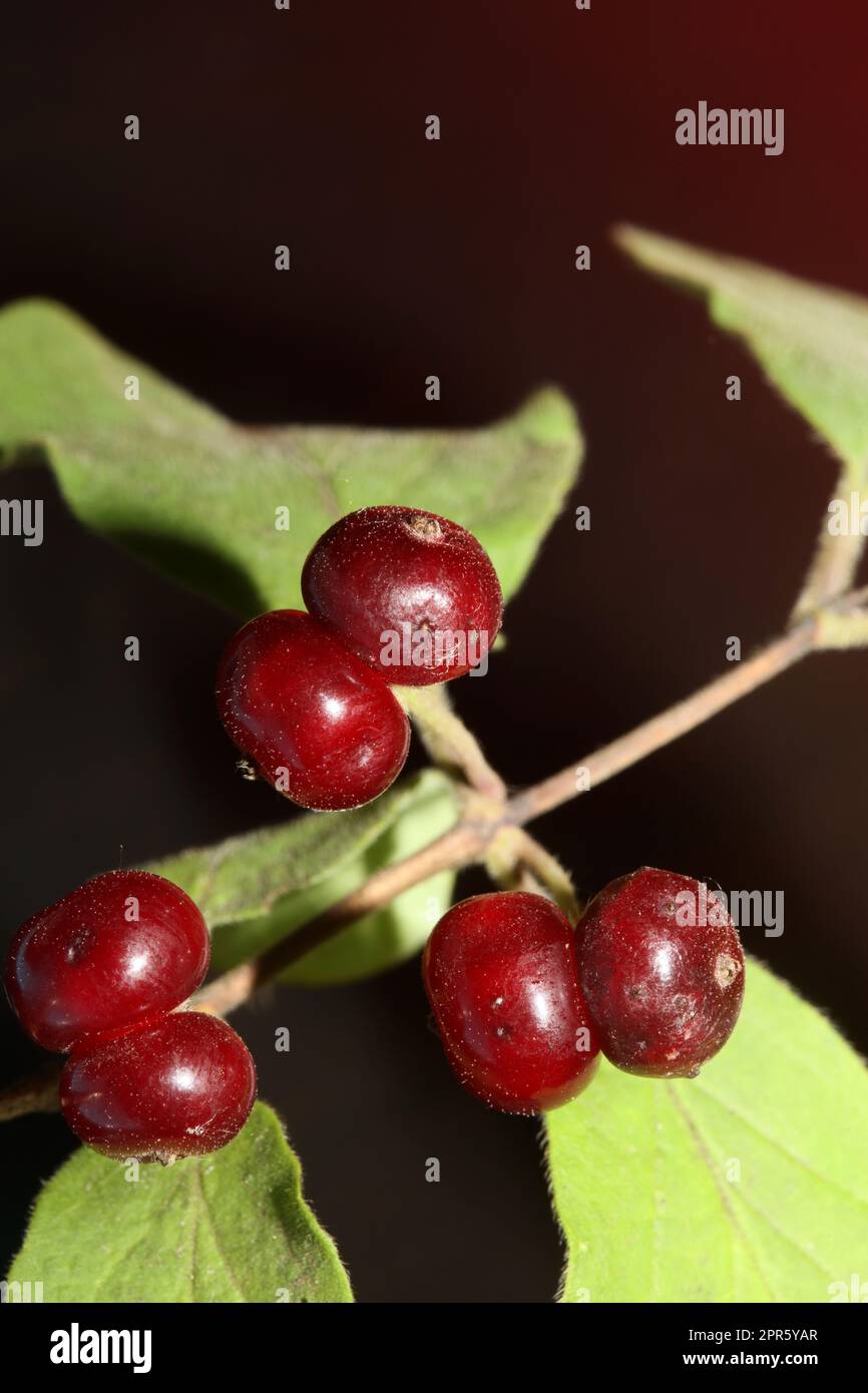 Frutti rossi selvatici primo piano sfondo botanico lonicera xylosteum famiglia caprifoliaceae stampa di grandi dimensioni di alta qualità Foto Stock