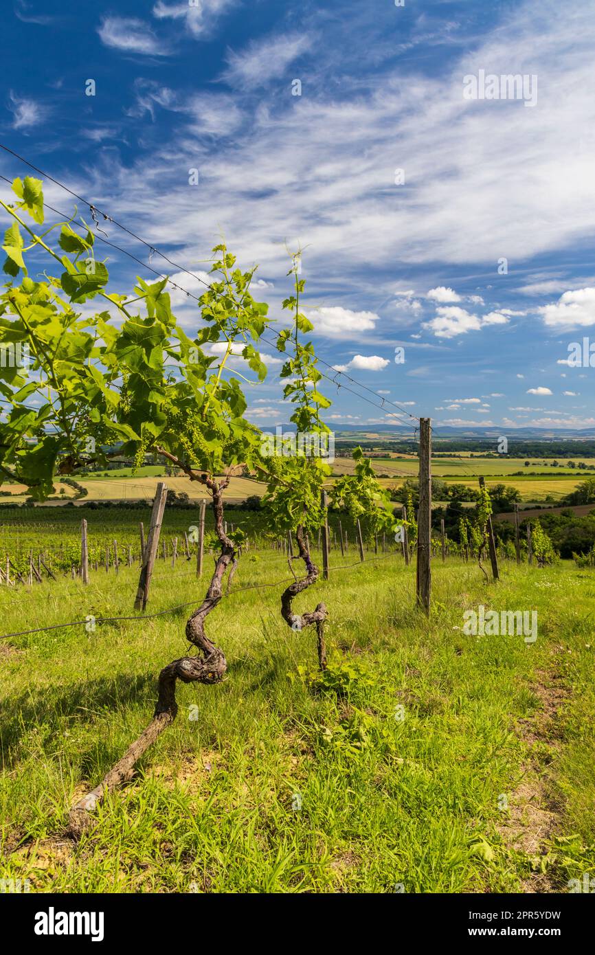 Vigneti vicino Polesovice, Moravia meridionale, Repubblica Ceca Foto Stock