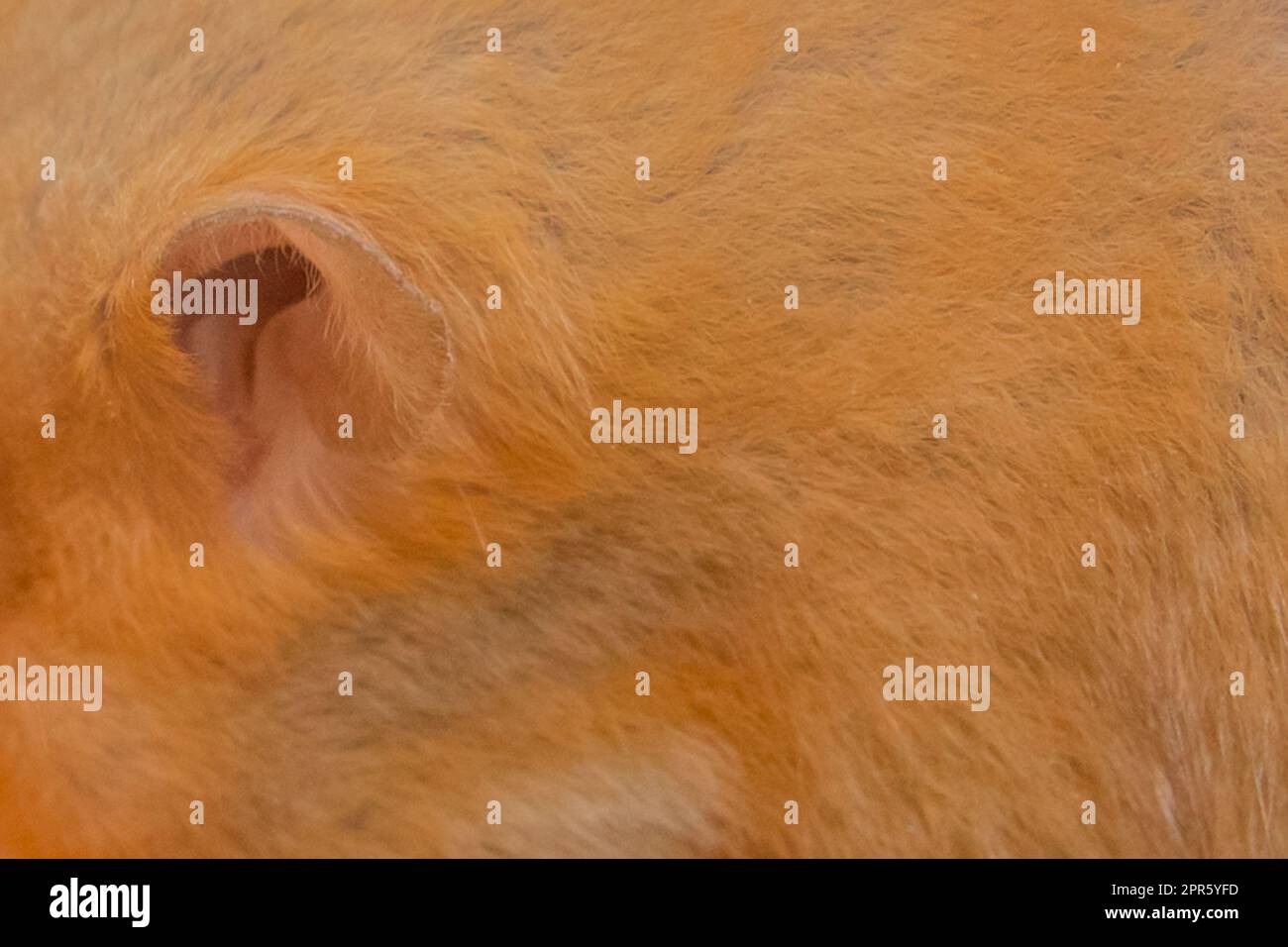 Primo piano dell'orecchio di criceto rosso della messa a fuoco macro domestica dei roditori. Foto Stock